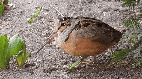 american woodcock walk